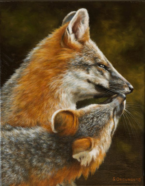 "Sweet Kiss" (Gray Foxes)