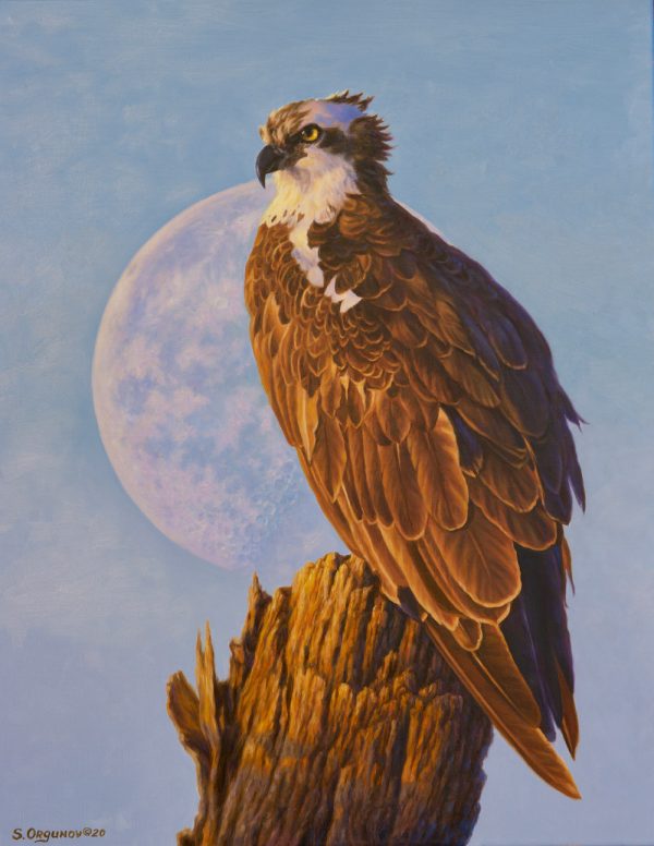 "The Majesty of Osprey"