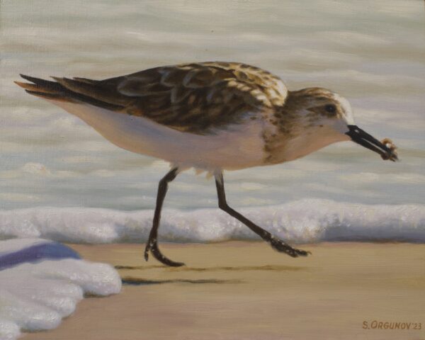 "Sanderling-4"