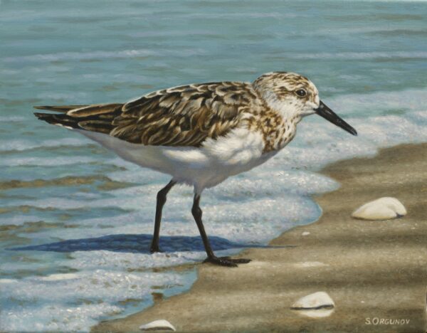 "Beach Runner"(Sanderling)