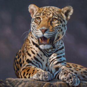 "Jaguar"